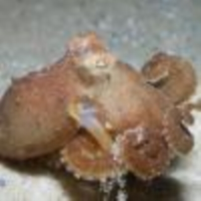 Octopus berrima