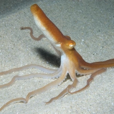 Octopus kaurna