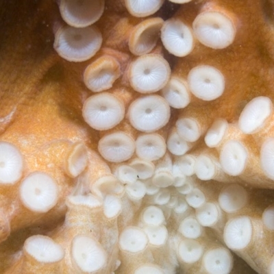 Octopus pallidus