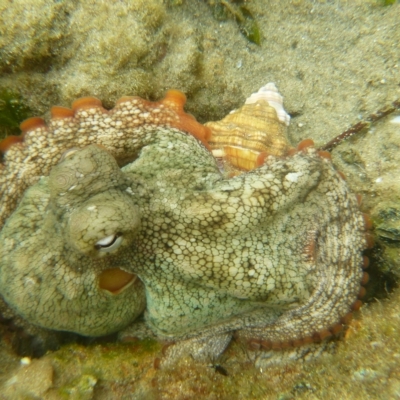 Octopus tetricus