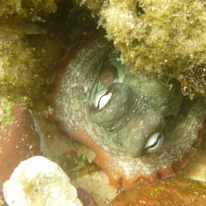 Octopus tetricus