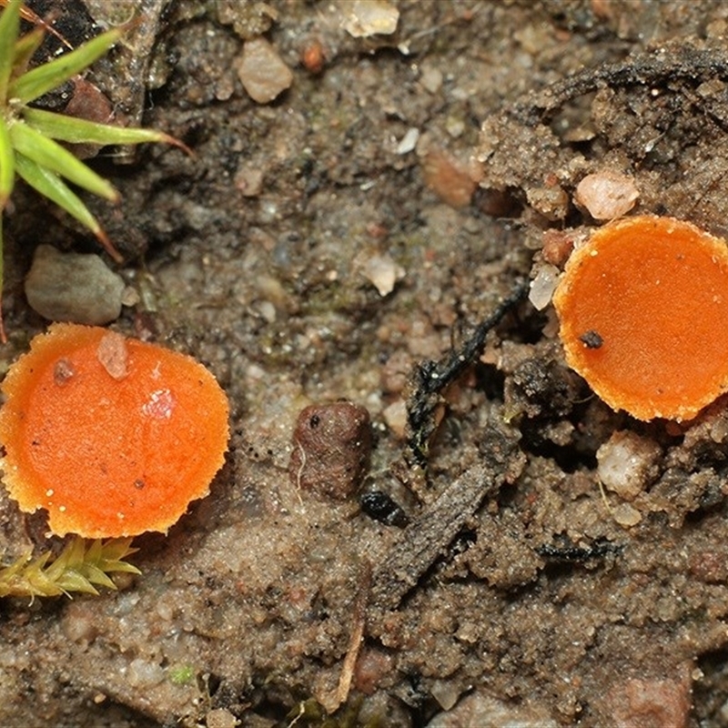 Octospora 'humosa group'