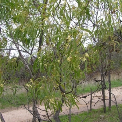 Acacia implexa