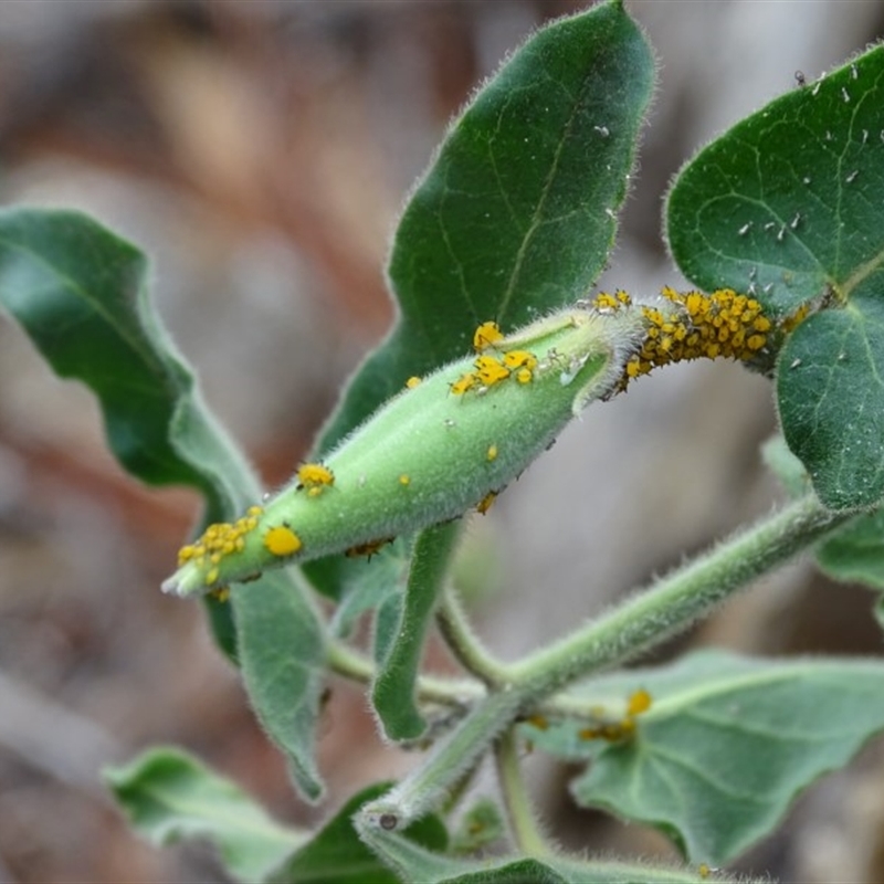 Aphis nerii