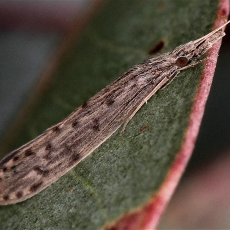 Oecetis sp. (genus)