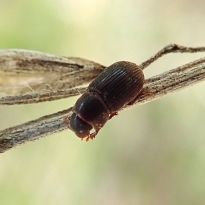 Aphodiinae (subfamily)