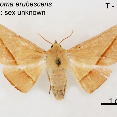 Oenochroma orthodesma