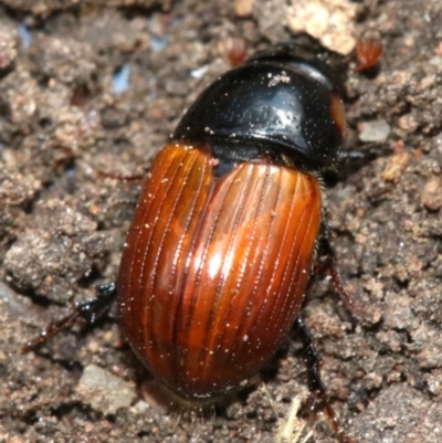 Aphodius fimetarius