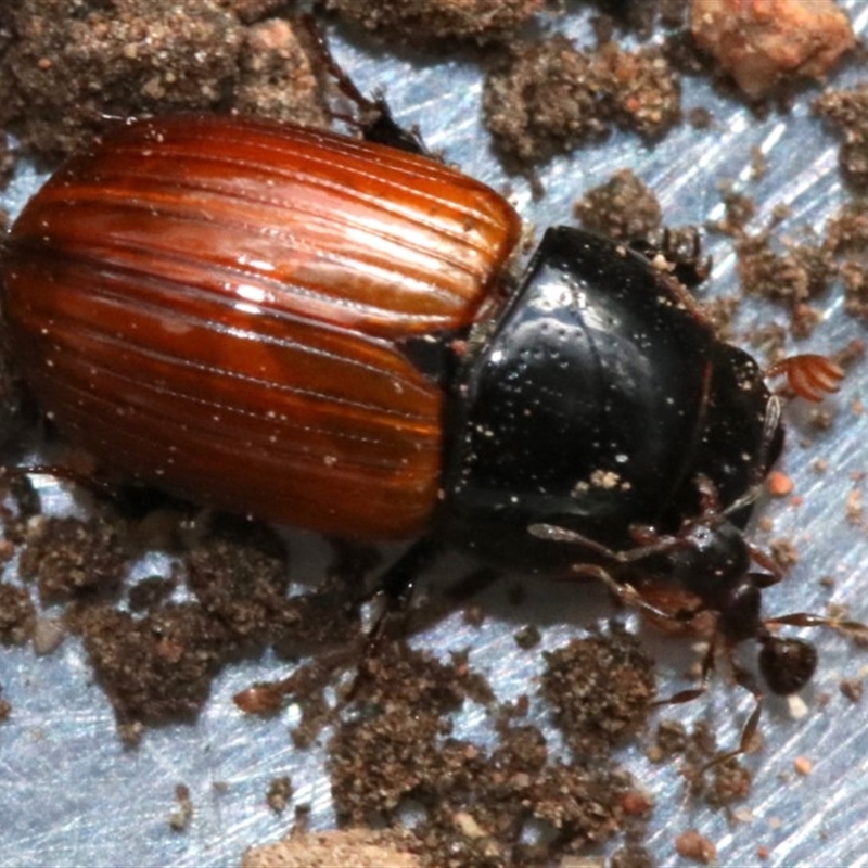 Aphodius fimetarius