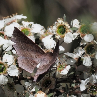 Oenochroma vetustaria