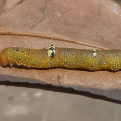 Oenochroma vinaria