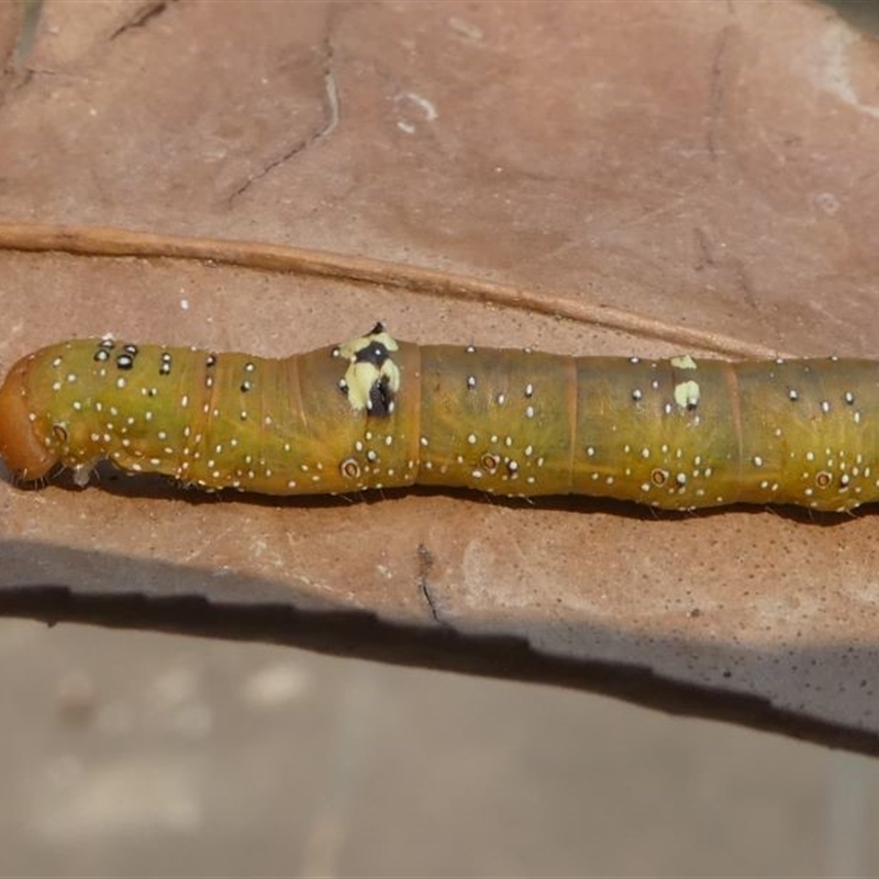 Oenochroma vinaria