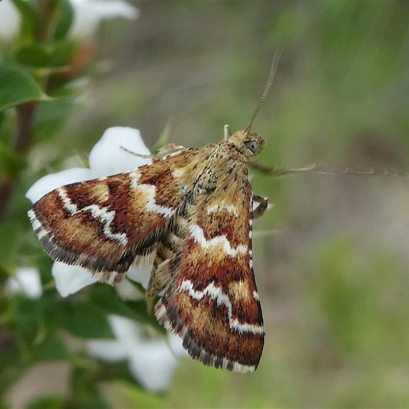 Oenogenes fugalis