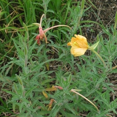 Oenothera affinis