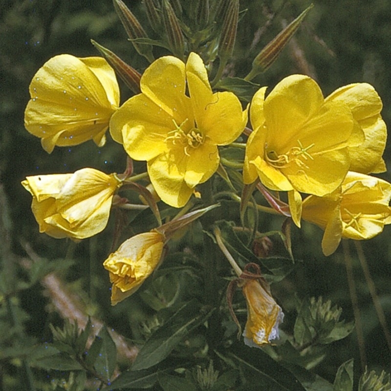 Oenothera glazioviana