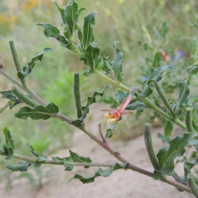 Oenothera indecora subsp. bonariensis