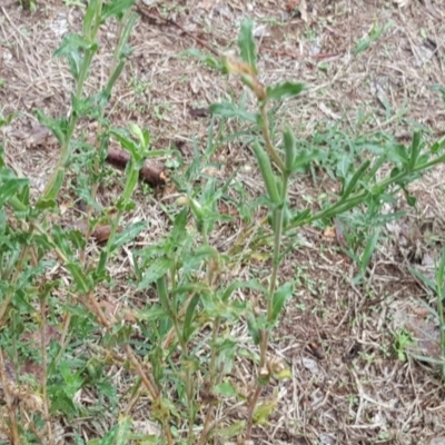 Oenothera indecora subsp. bonariensis