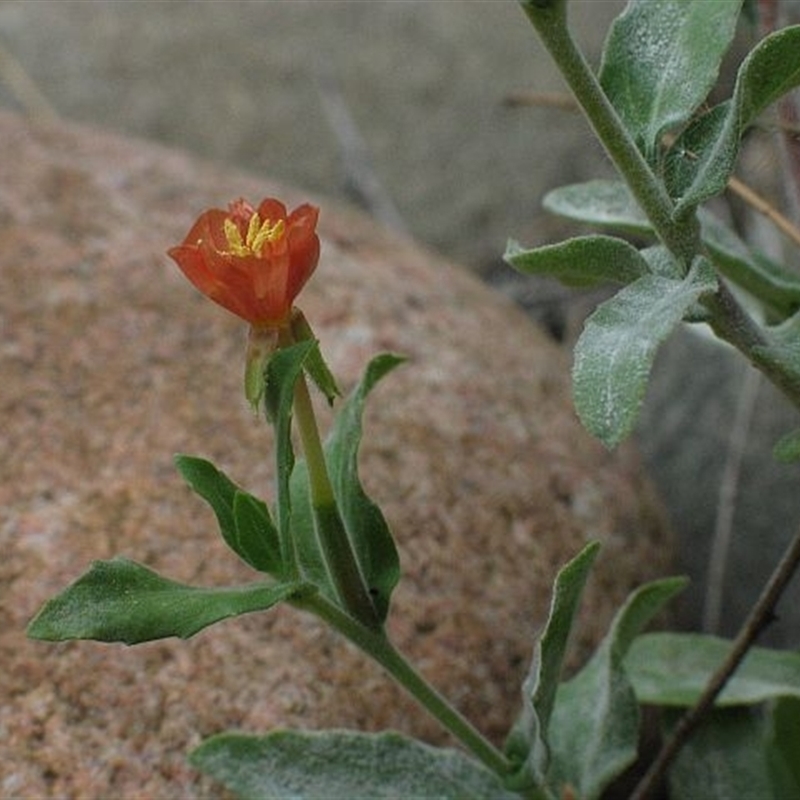 Oenothera mollissima