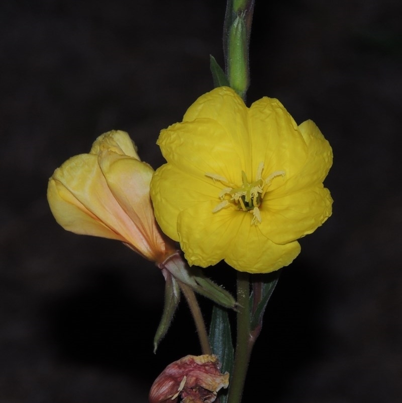 Oenothera stricta subsp. stricta