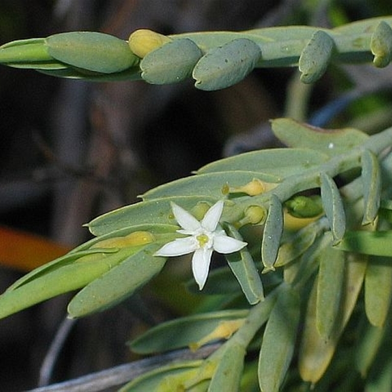 Olax stricta