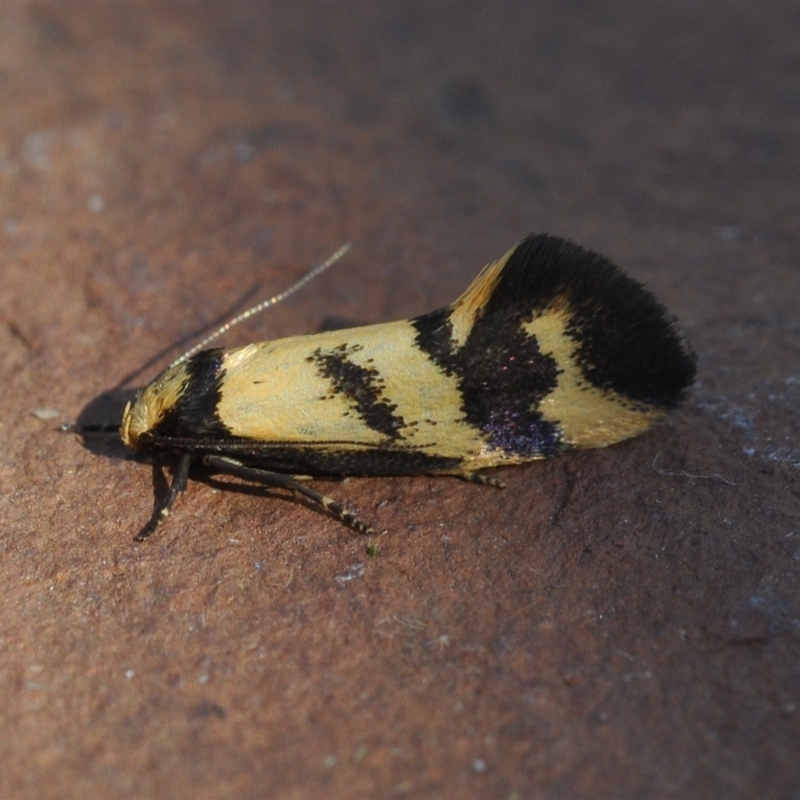 Olbonoma triptycha