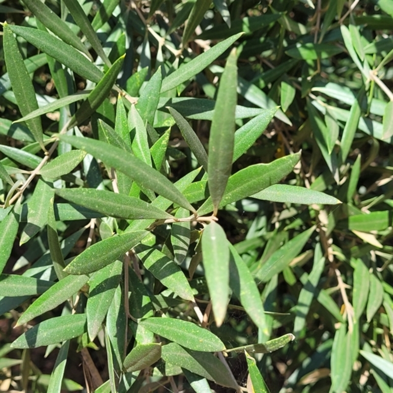 Olea europaea