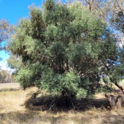 Olea europaea