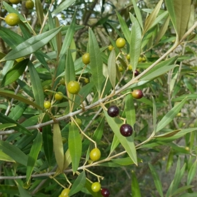 Olea europaea subsp. cuspidata