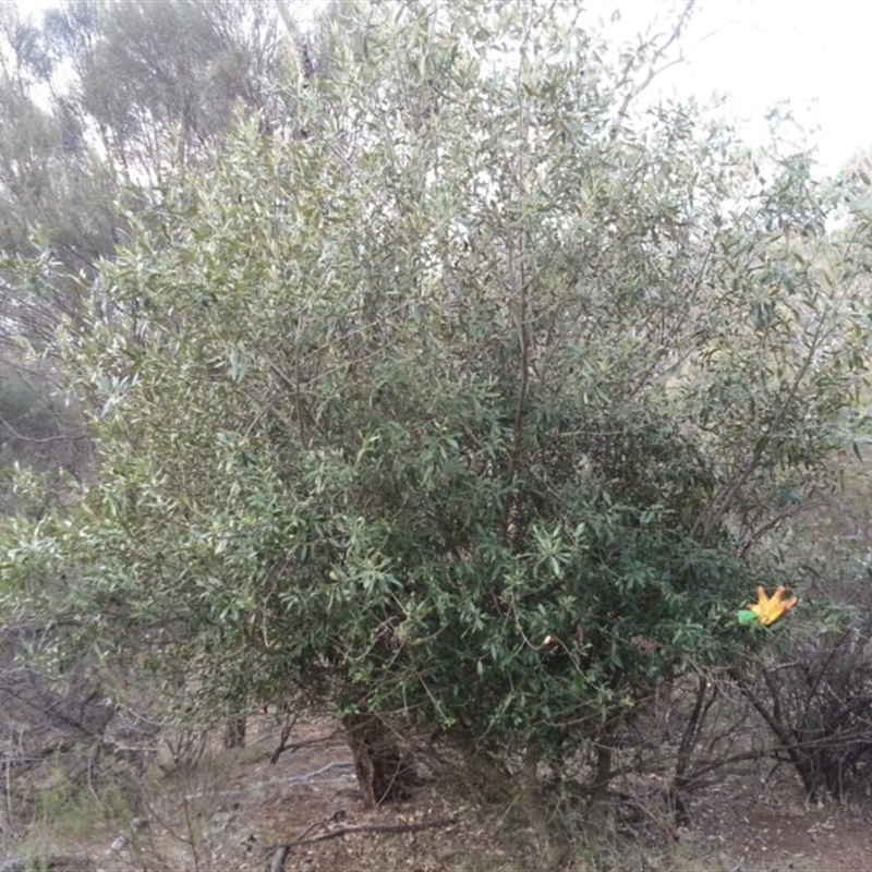 Olea europaea subsp. cuspidata