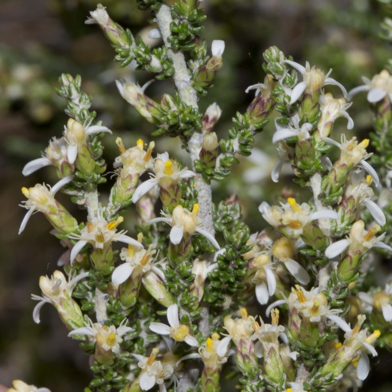 Olearia algida