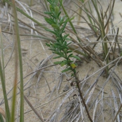 Olearia axillaris