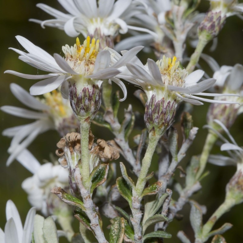 Olearia brevipedunculata