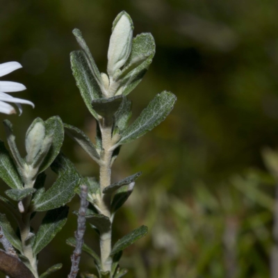 Olearia brevipedunculata