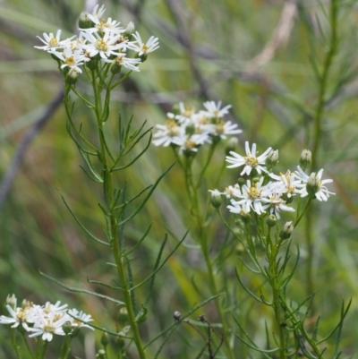 Olearia glandulosa