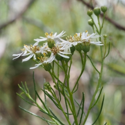 Olearia glandulosa