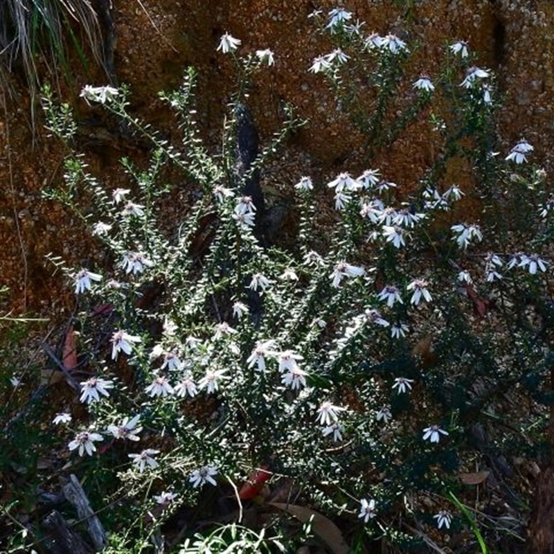 Olearia iodochroa