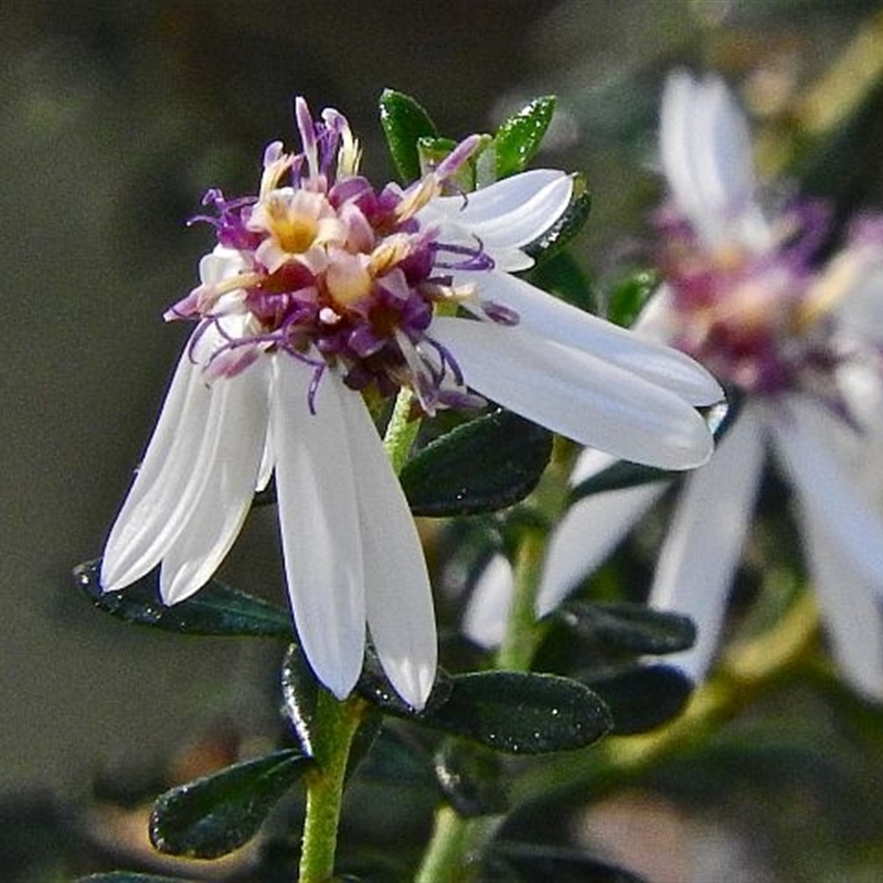 Olearia iodochroa