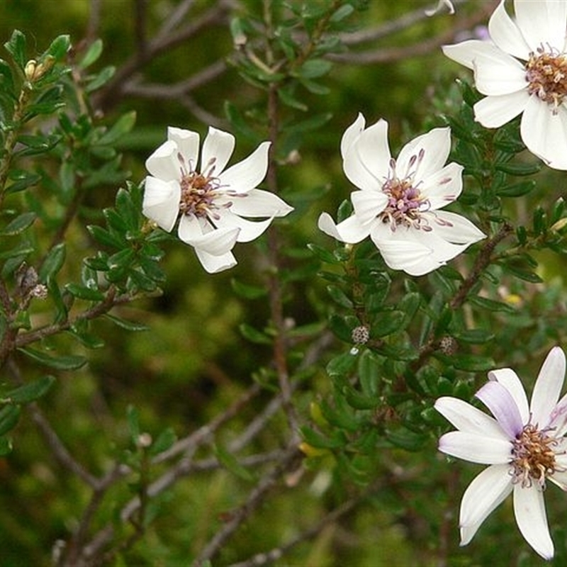 Olearia iodochroa