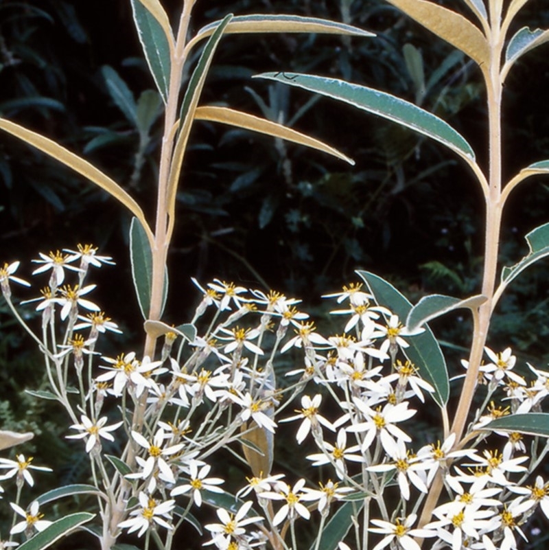 Olearia megalophylla