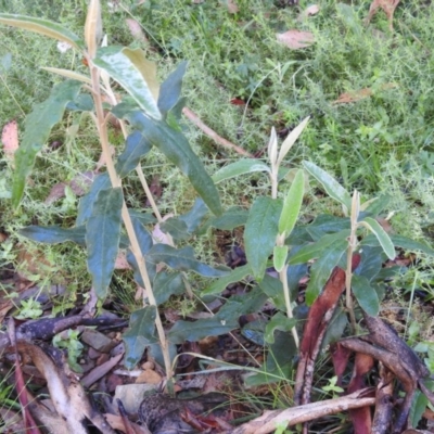 Olearia megalophylla