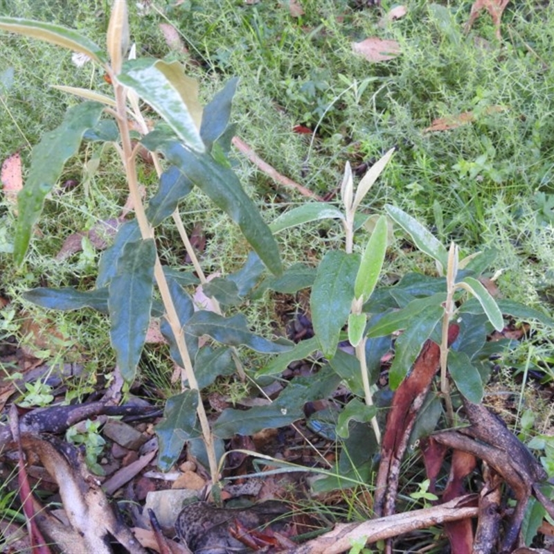 Olearia megalophylla