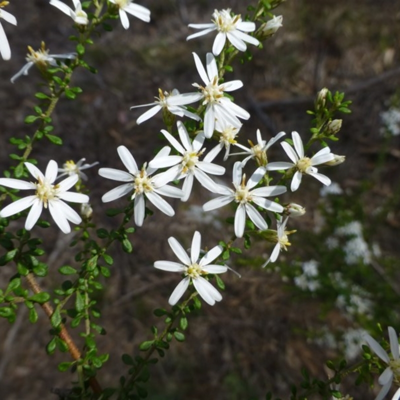 Olearia microphylla