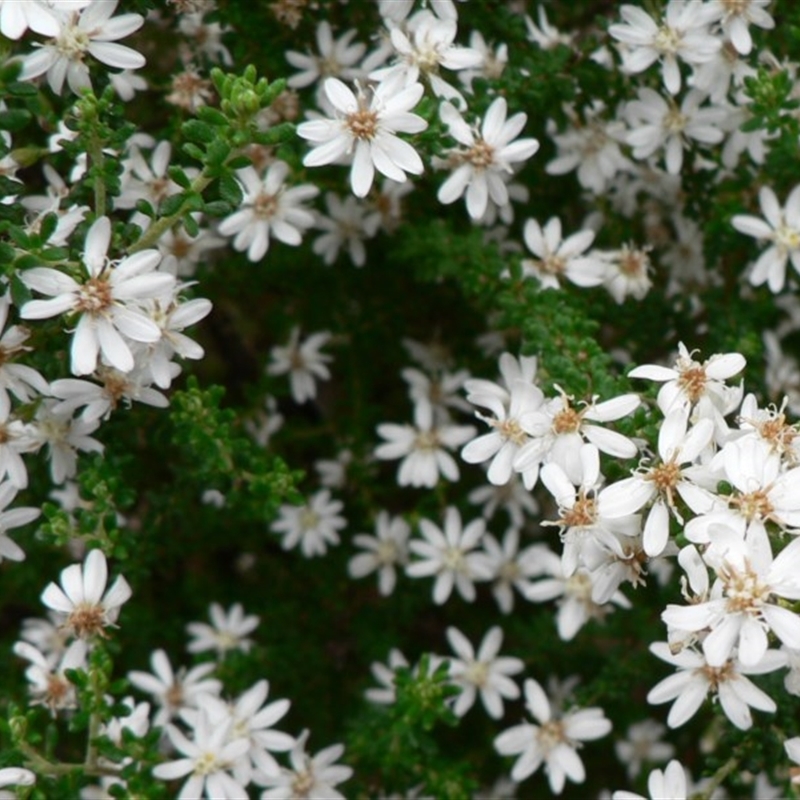 Olearia microphylla