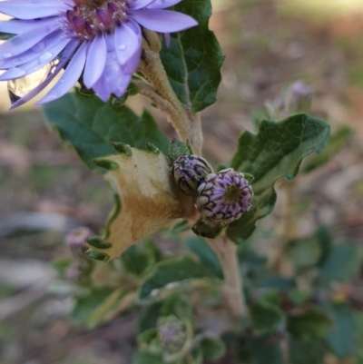 Olearia montana