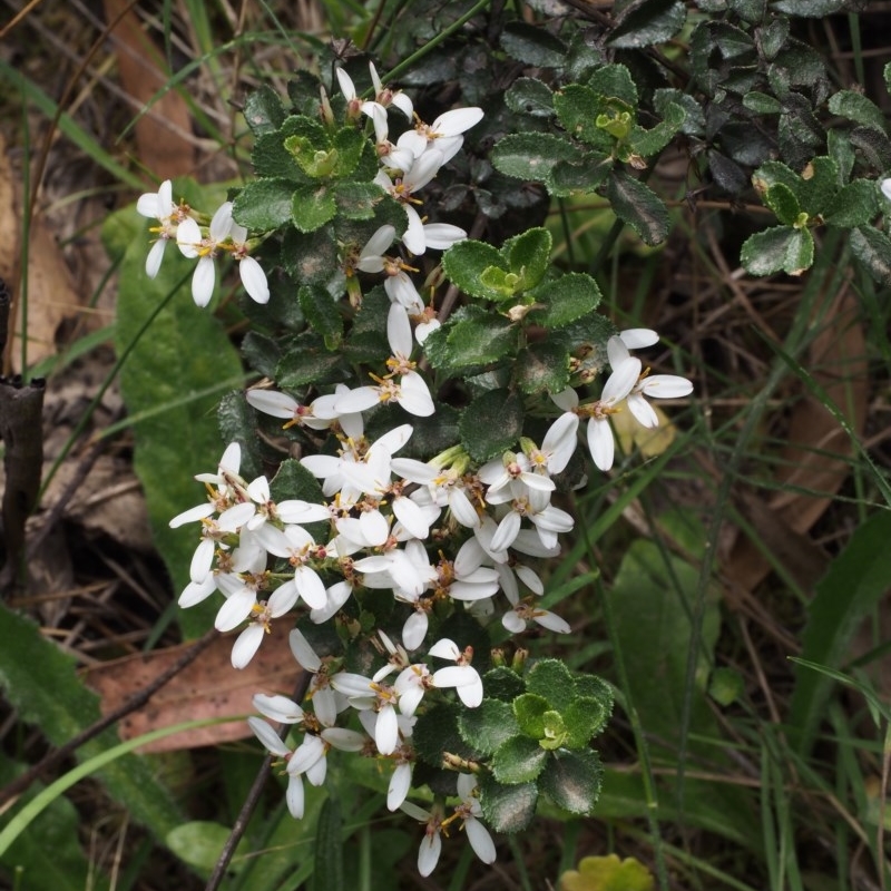 Olearia myrsinoides