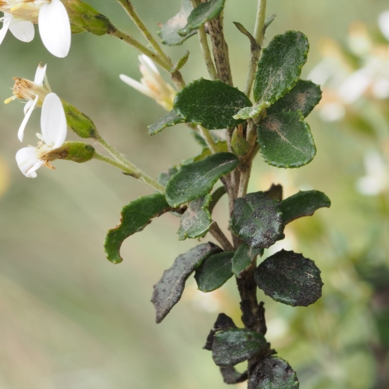 Olearia myrsinoides