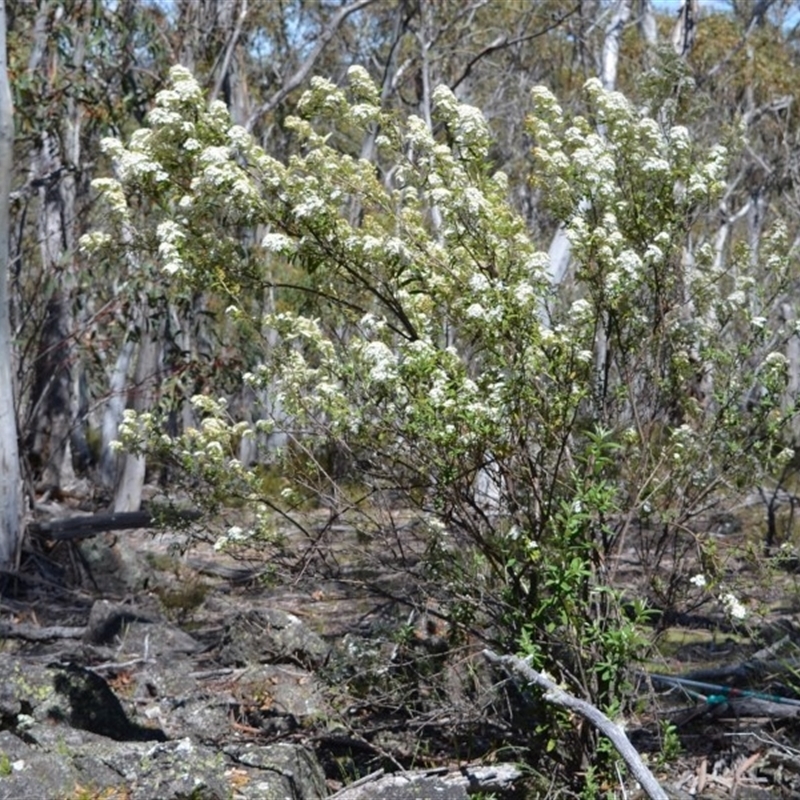 Olearia phlogopappa