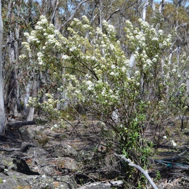 Olearia phlogopappa