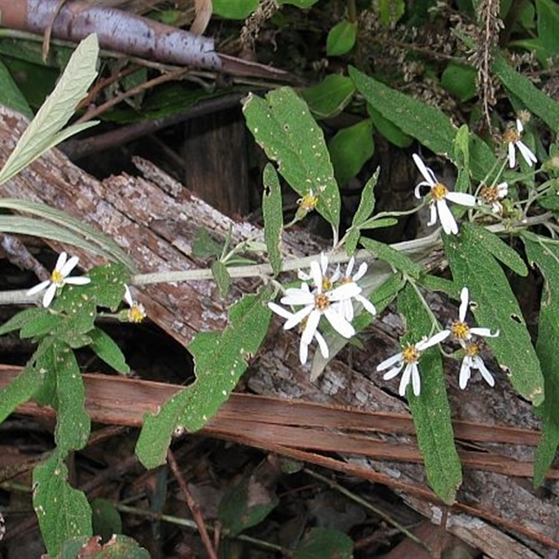 Olearia phlogopappa subsp. continentalis