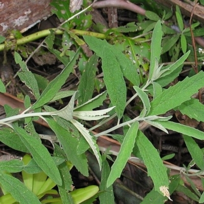 Olearia phlogopappa subsp. continentalis